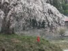 上発地のシダレ桜とお地蔵さん