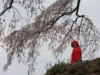 上発地のシダレ桜とお地蔵さん2