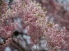 田園プラザの桜